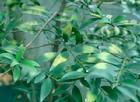 葉竹柏 圖片百科與植物知識(shí)全解析