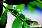 竹柏 多角度賞析與日常養(yǎng)護(hù)指南