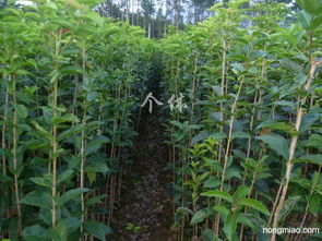 專業(yè)供應(yīng)優(yōu)質(zhì)綠化苗木 銀杏、桂花、紫薇與竹柏小苗