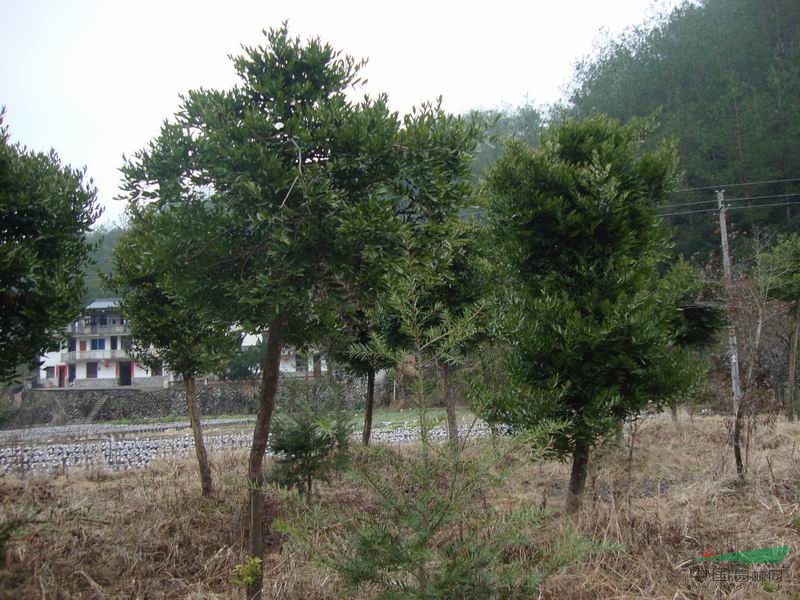 龍泉市華景苗木基地 綠意中的生態(tài)明珠——竹柏的悠然傳奇