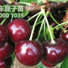 淡竹清韻，松柏之骨 記竹柏相映之美