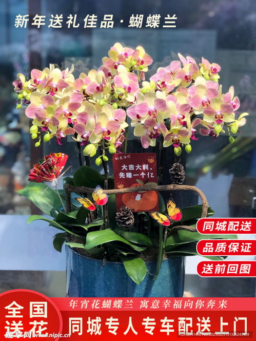 年宵花蝴蝶蘭盆栽與竹柏 打造生機(jī)盎然的淘寶主圖視覺盛宴